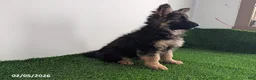 German Shepherd dogs for sale: Charlotte - Ad 4
