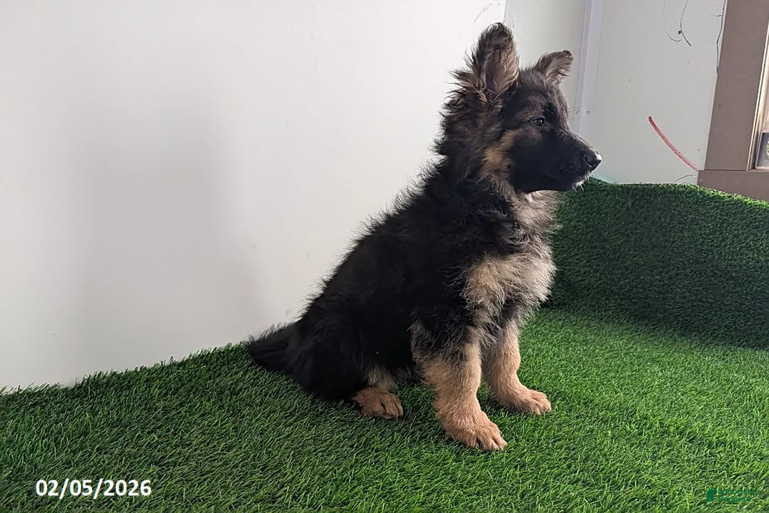 German Shepherd dogs for sale: Charlotte - Ad 4