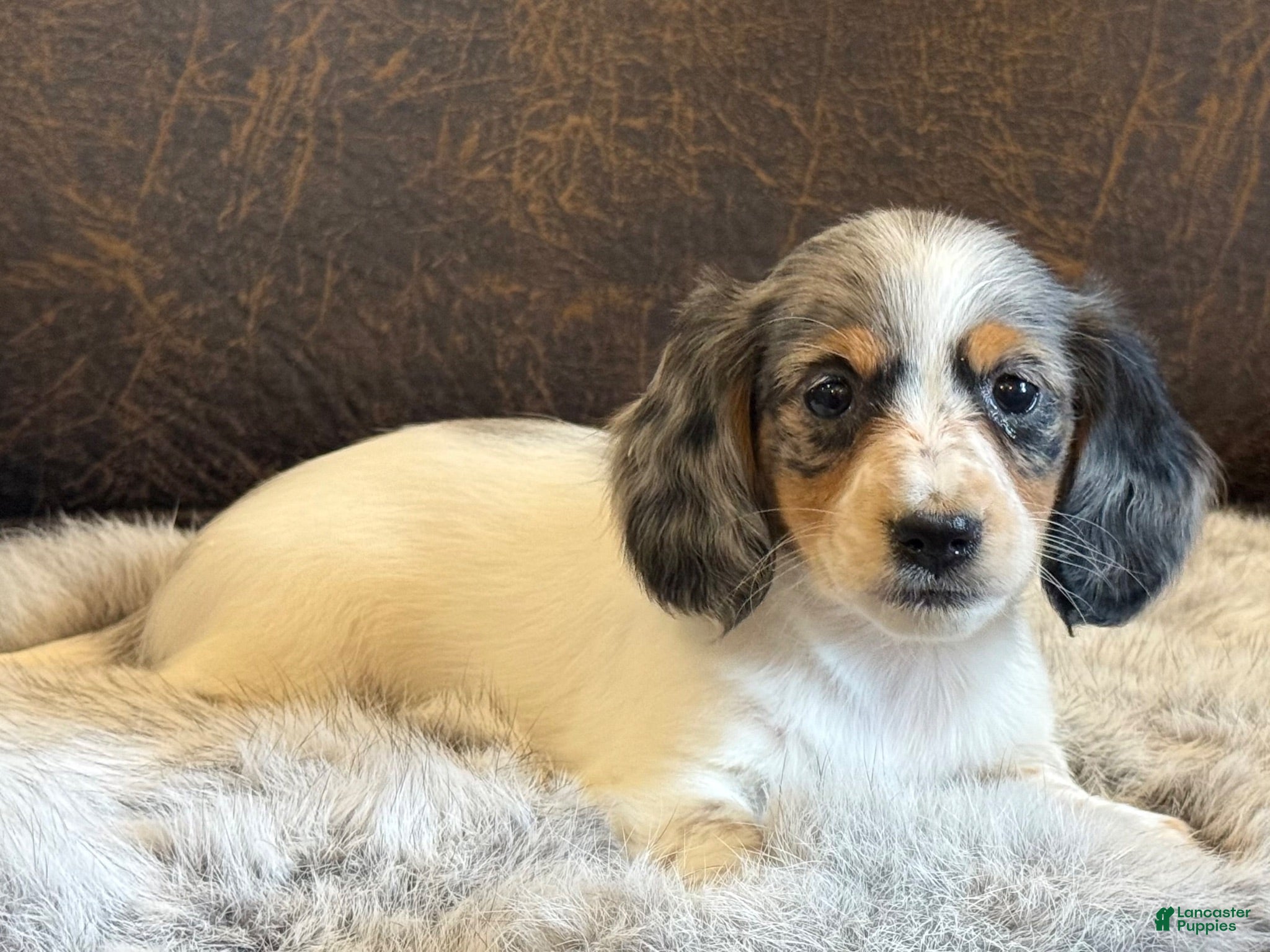 Miniature Dachshund dogs Twilight  - Ad 2