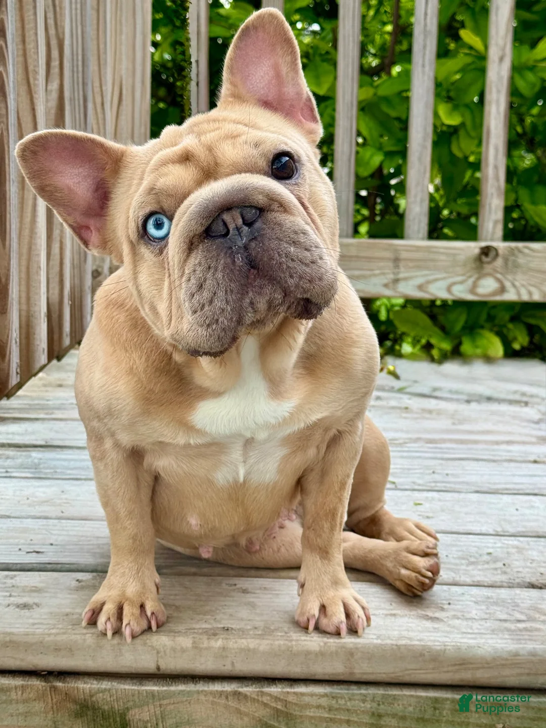 French Bulldog dogs for sale: Da Brat - Ad 2