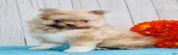 Pomeranian dogs for sale: Apollo - Ad 3