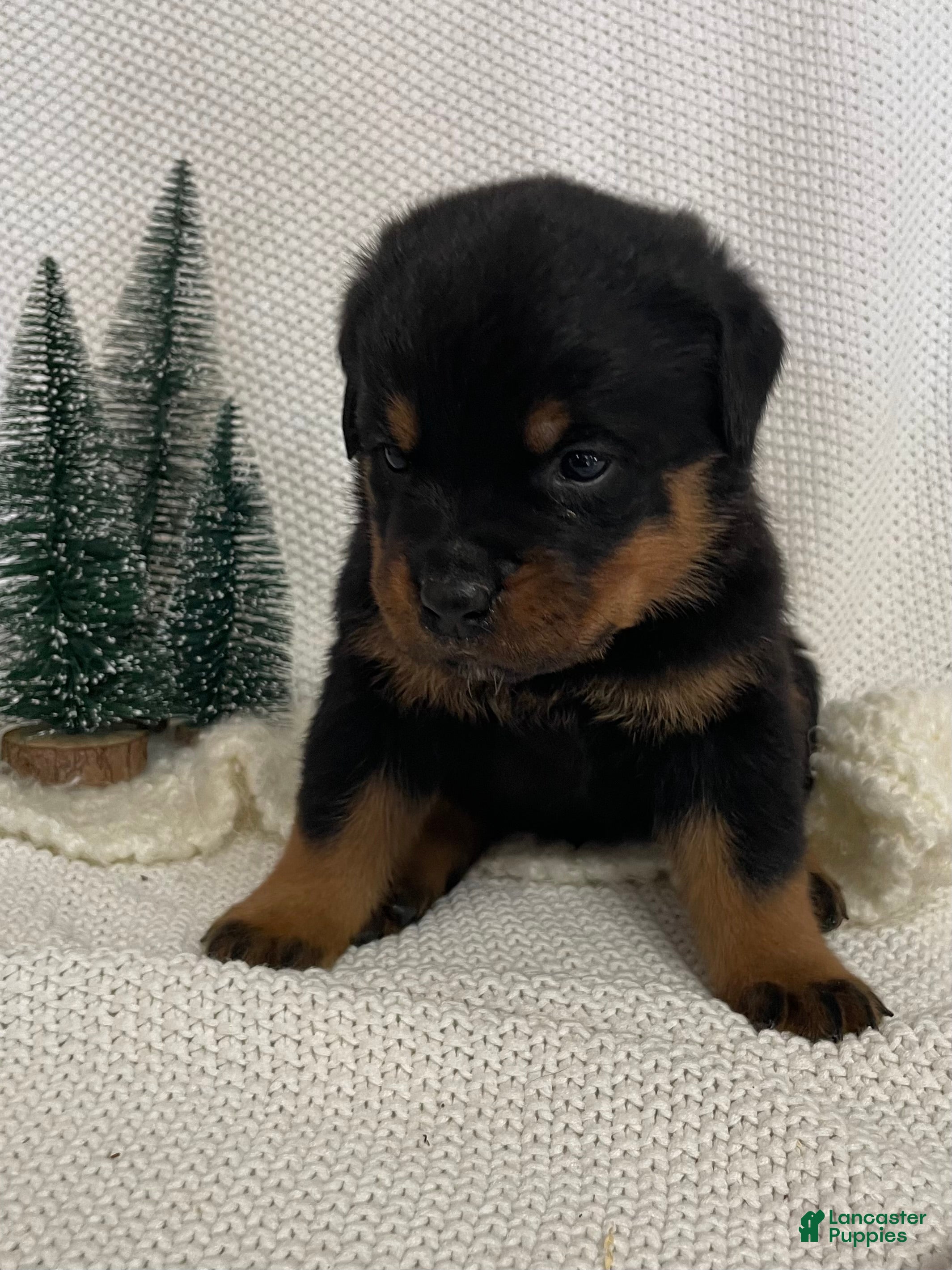 Rottweiler dogs Mr Green - Ad 8