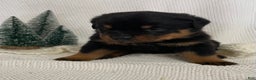Rottweiler dogs for sale: Mr Green - Ad 1