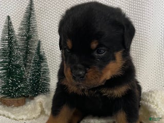 Rottweiler dogs Mr Green - Ad 38