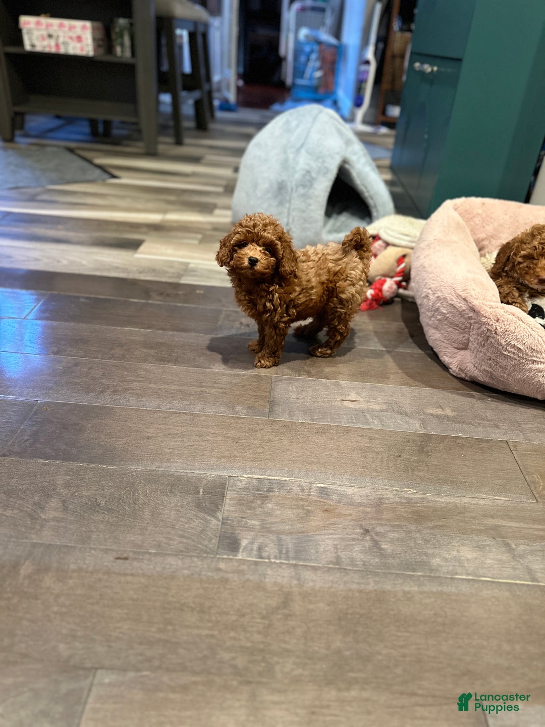 Toy Poodle dogs for sale: Jayden- Teacup/Toy Genetically TESTED - Ad 10
