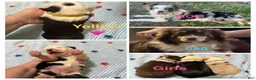 Miniature Australian Shepherd dogs for sale: Yellow  - Ad 1