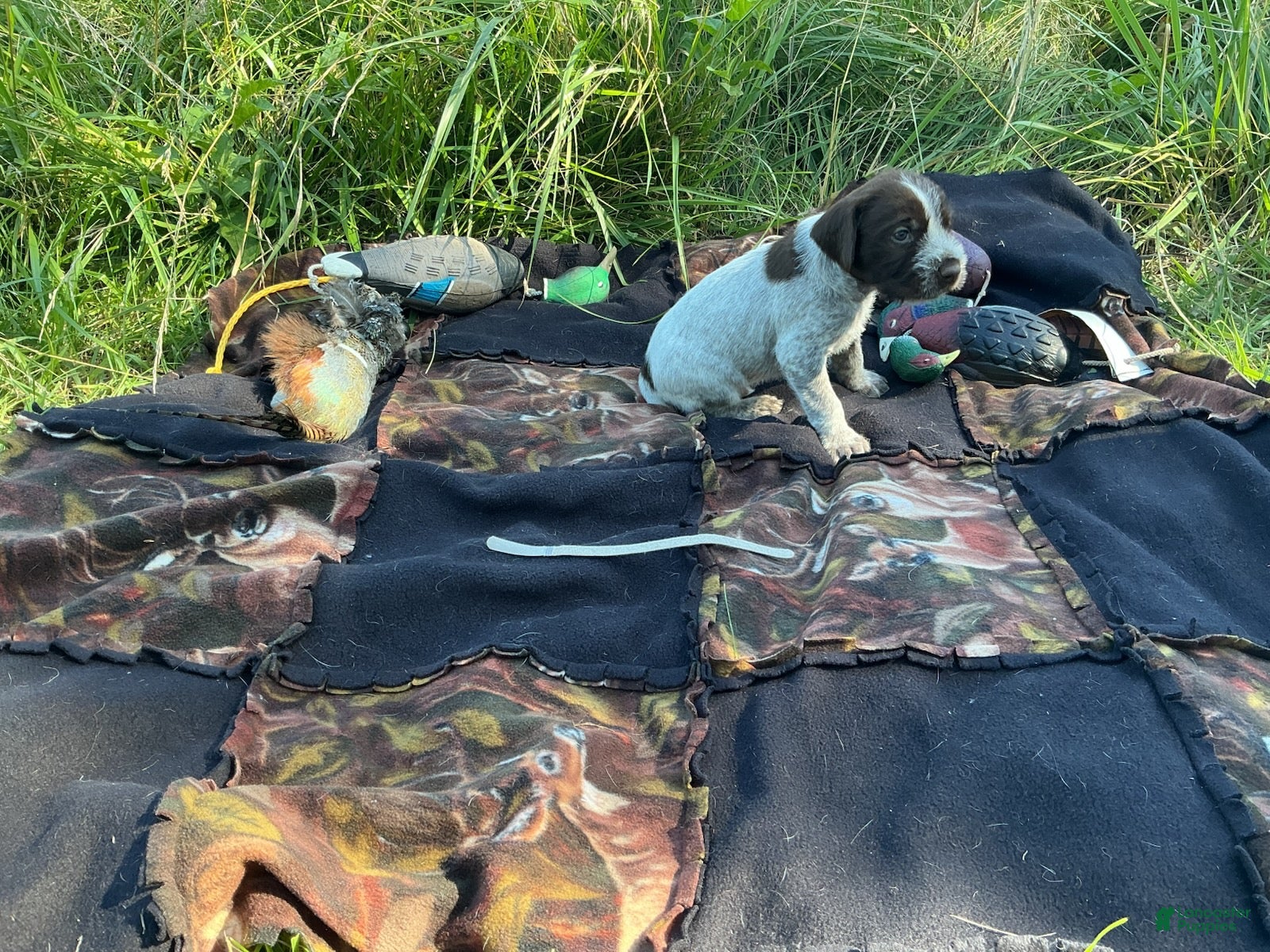 Wirehaired Pointing Griffon dogs Wirehaired Pointing Griffon Female 2 - Ad 29