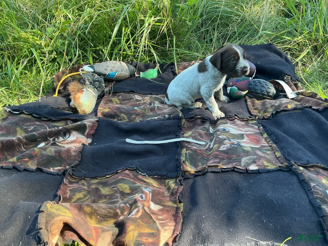 Wirehaired Pointing Griffon dogs for sale: Wirehaired Pointing Griffon Female 2 - Ad 1