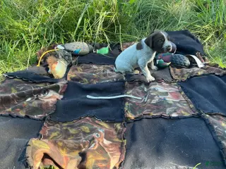 Wirehaired Pointing Griffon dogs Wirehaired Pointing Griffon Female 2 - Ad 29