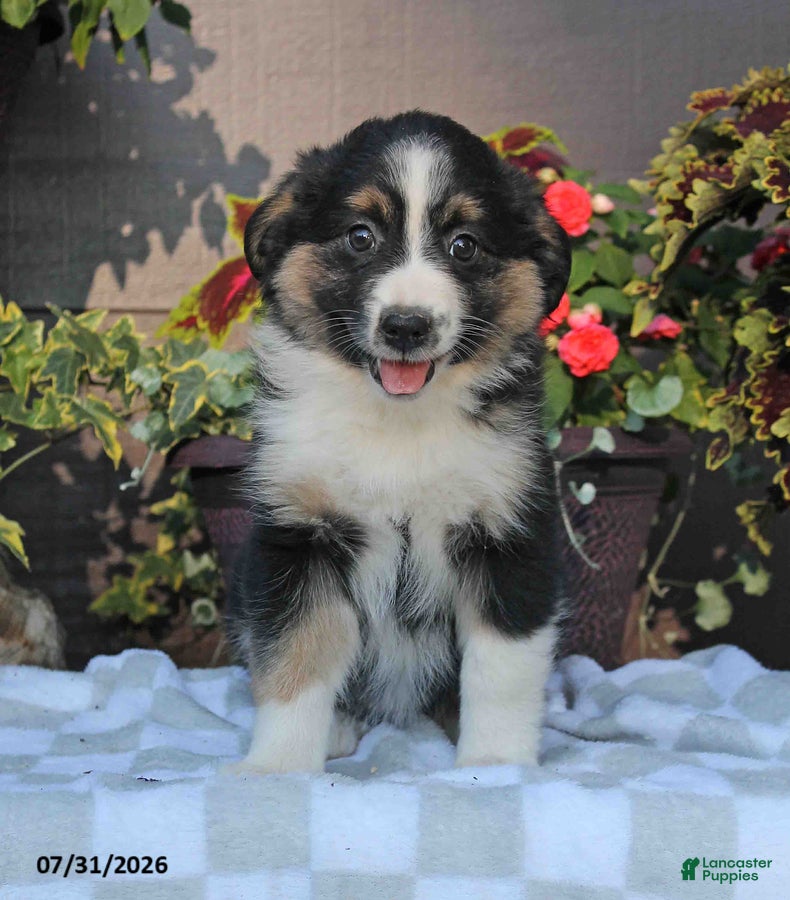 Australian Shepherd dogs Marsha - Ad 1