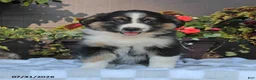 Australian Shepherd dogs for sale: Marsha - Ad 1