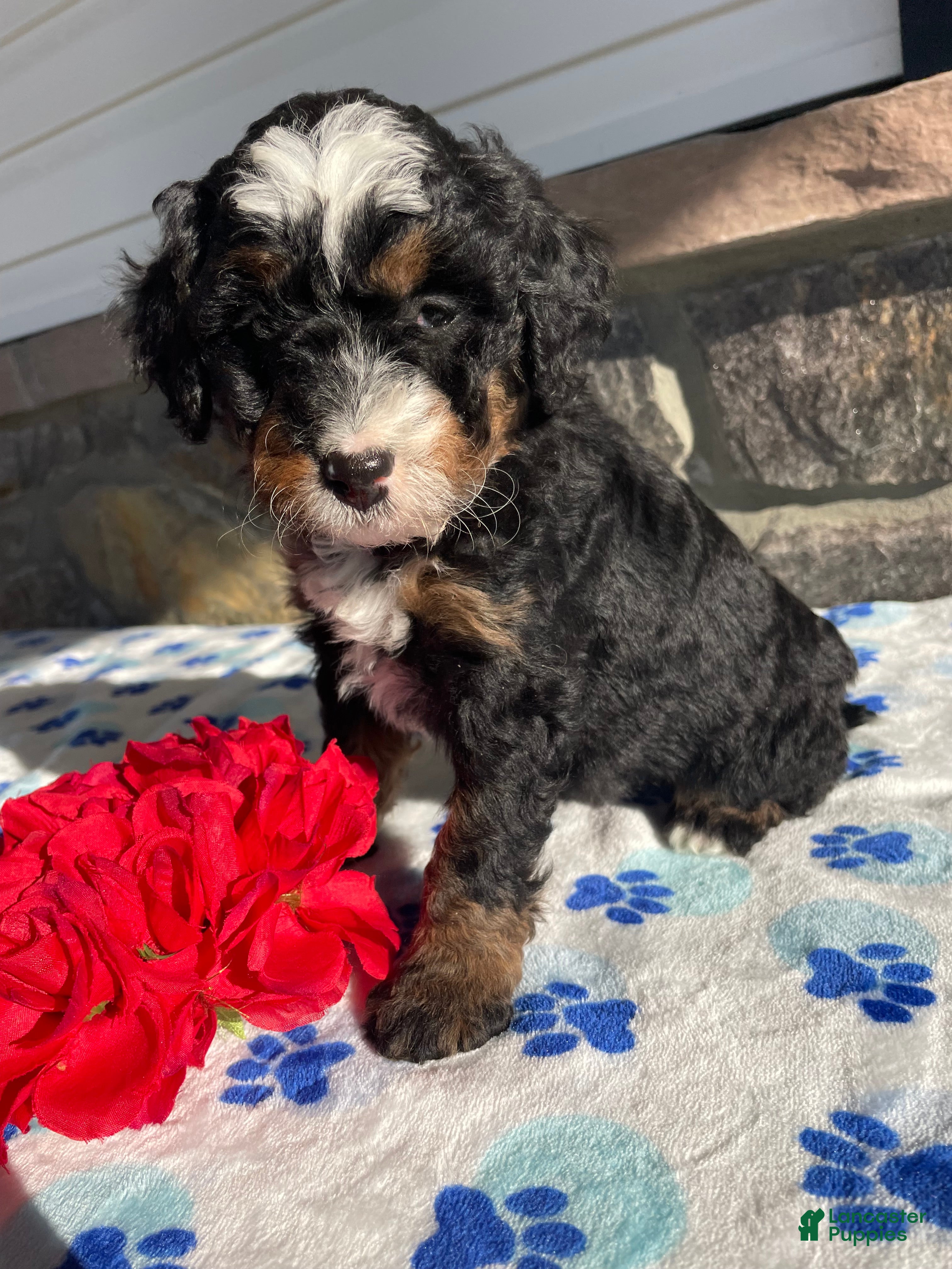 Mini Bernedoodle dogs Opal - Ad 22