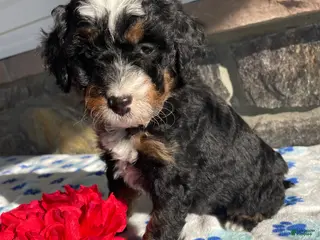 Mini Bernedoodle dogs Opal - Ad 22