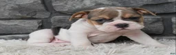 Beabull dogs for sale: Molly - Ad 3