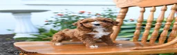 Mini Goldendoodle dogs for sale: Elsie - Ad 5