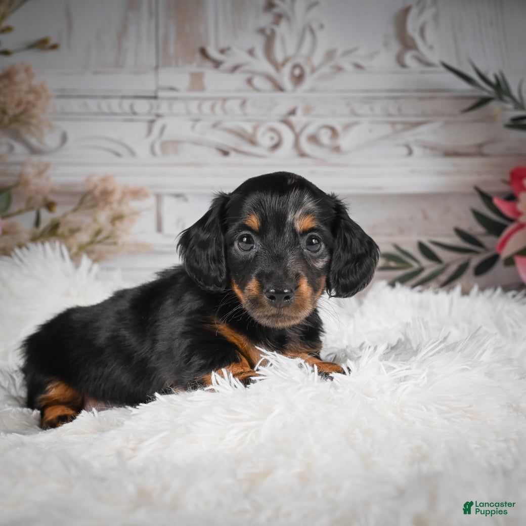 Miniature Dachshund dogs AKC-Ringo - Ad 1