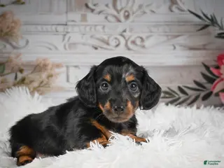 Miniature Dachshund dogs for sale: AKC-Ringo - Ad 3