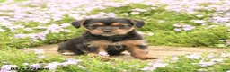 Mixed Breed dogs for sale: Diamond - Ad 3