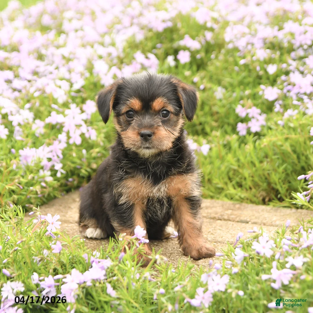 Mixed Breed dogs for sale: Diamond - Ad 3