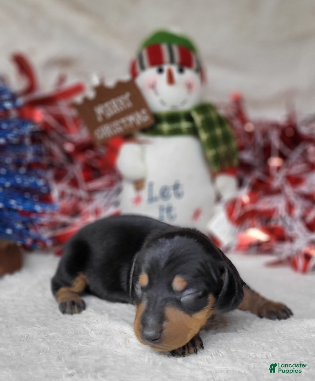 Miniature Dachshund dogs for sale: AKC Blade - Ad 11
