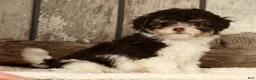 Havapoo dogs for sale: Bella - Ad 5
