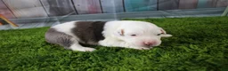Miniature Australian Shepherd dogs for sale: Irene - Ad 9