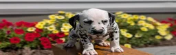 Dalmatian dogs for sale: Max - Ad 4