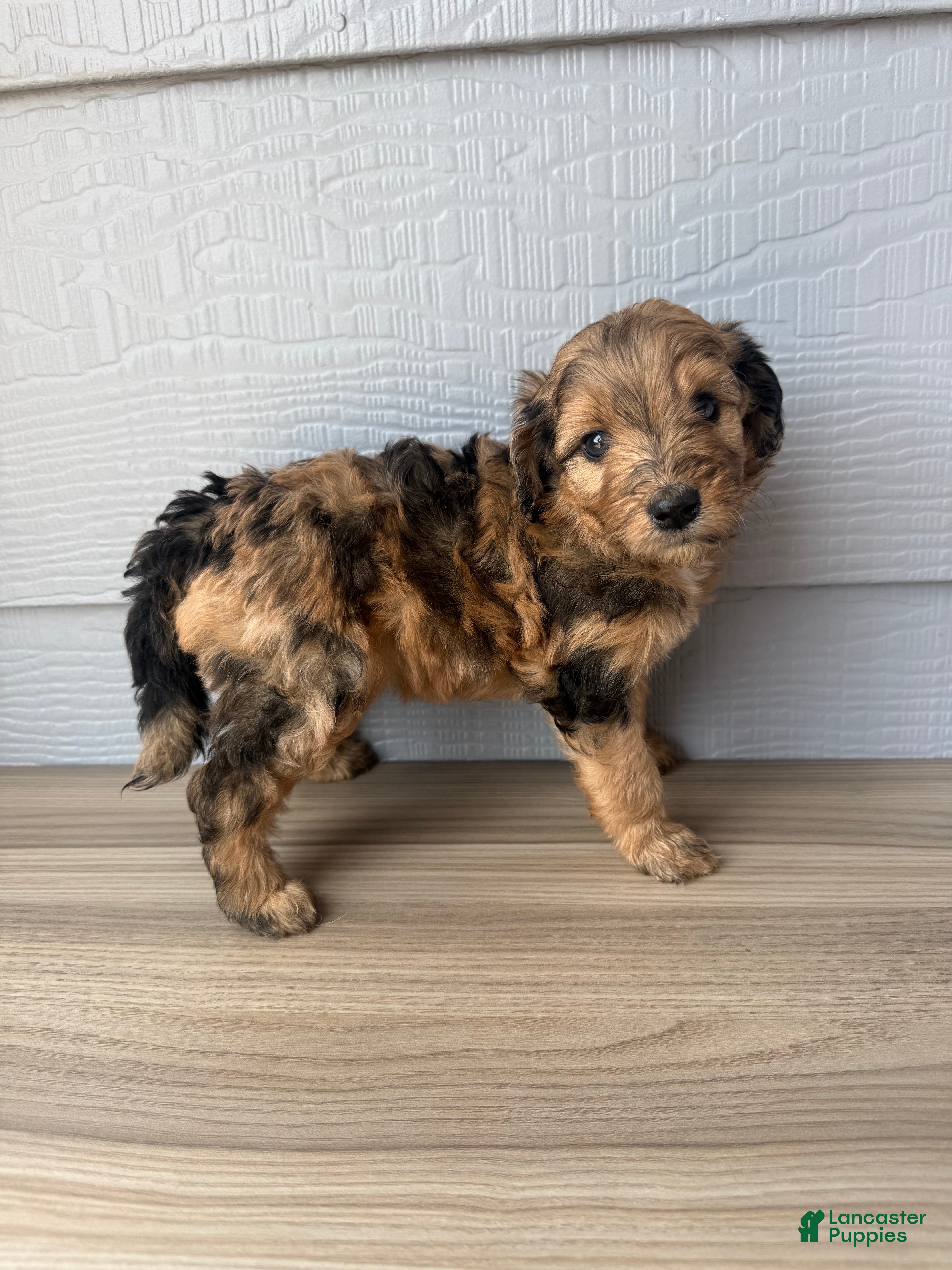 Aussiedoodle dogs Kit - Ad 17
