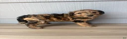 Aussiedoodle dogs for sale: Kit - Ad 1