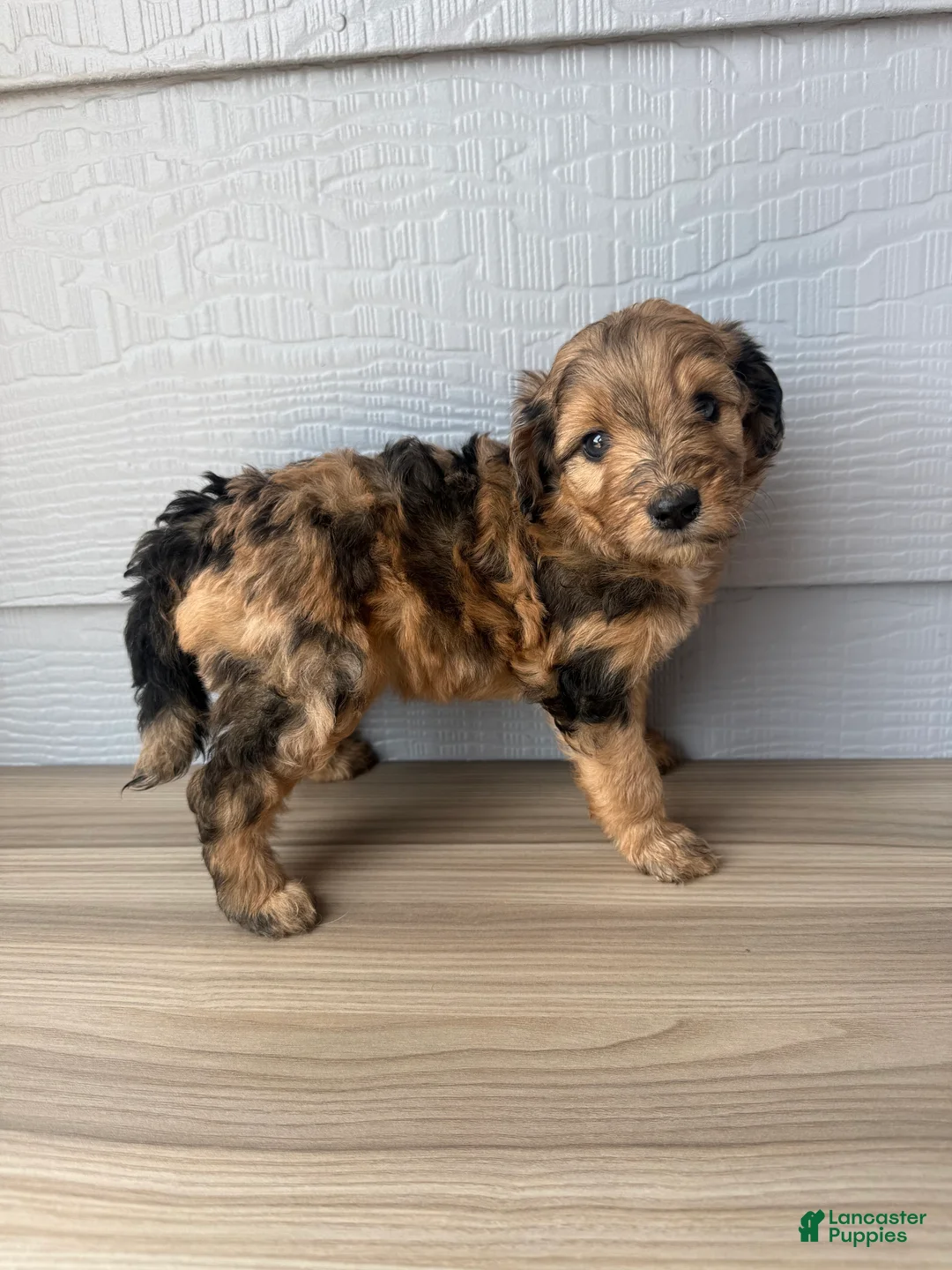 Aussiedoodle dogs for sale: Kit - Ad 1