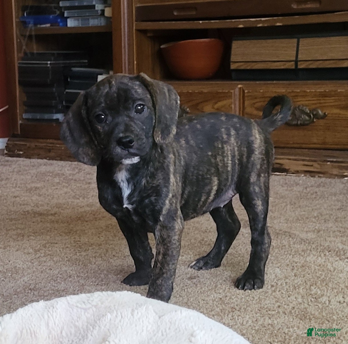 Puggle dogs Milly - Ad 28