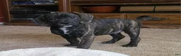 Puggle dogs for sale: Milly - Ad 3