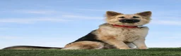 German Shepherd dogs for sale: Orio - Ad 2