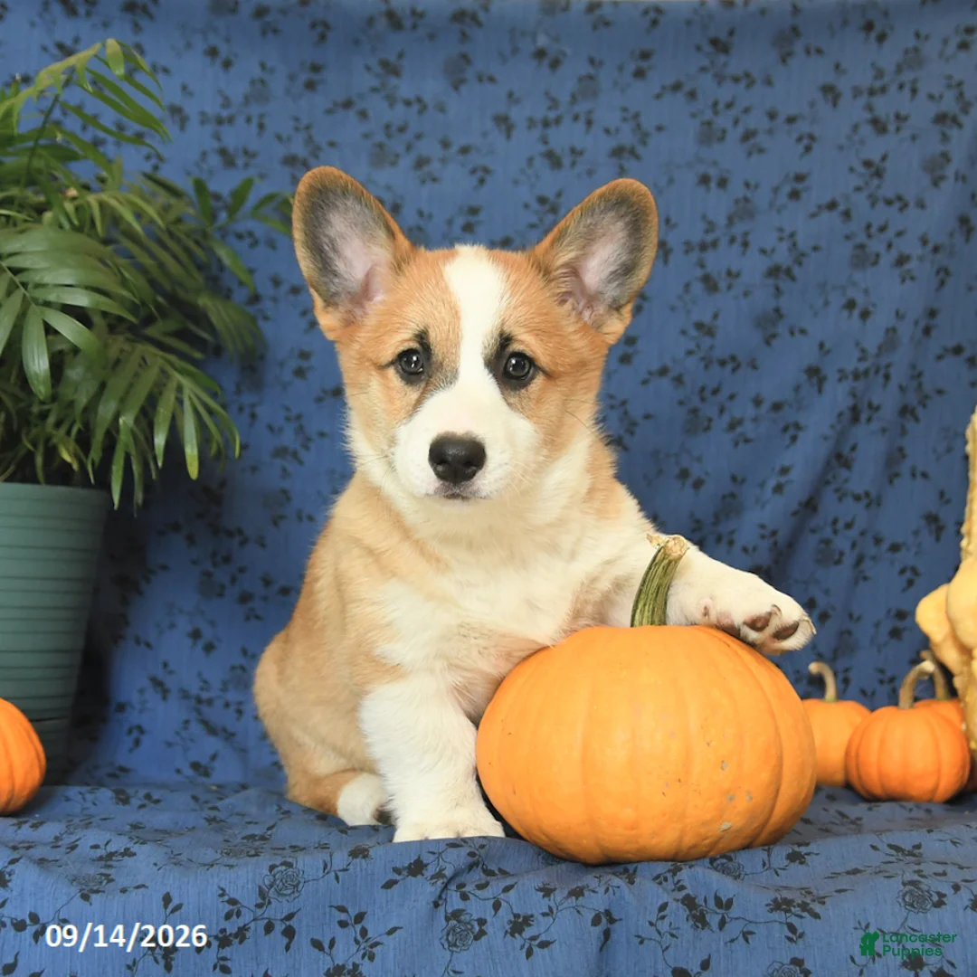 Welsh Corgi Pembroke dogs for sale: Ginger - Ad 2