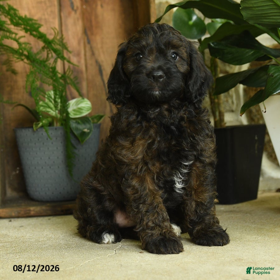 Cavapoo dogs Flint - Ad 1
