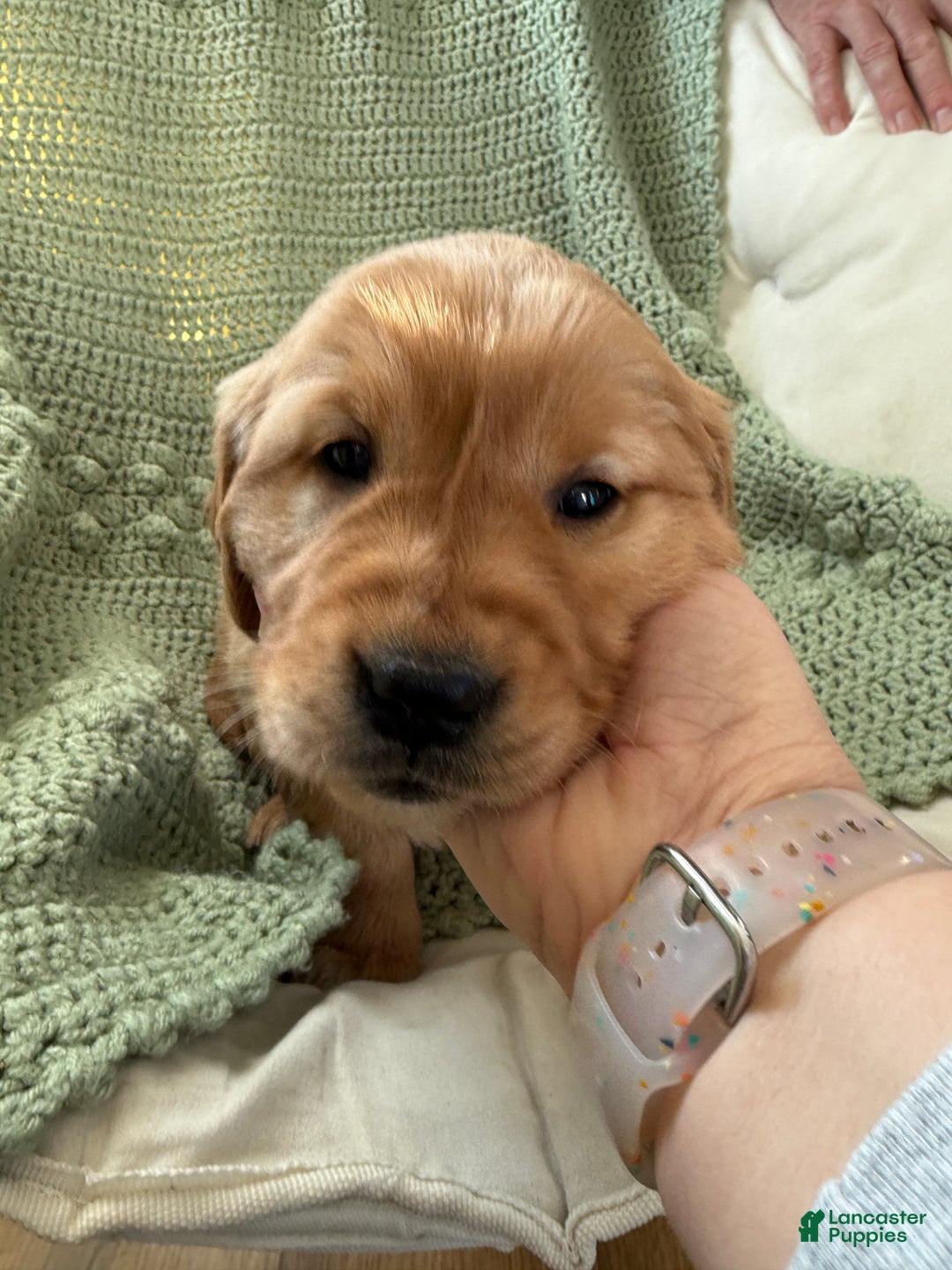 Golden Retriever dogs for sale: Samantha - Ad 3