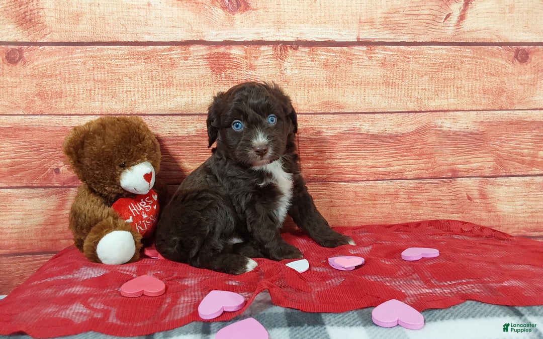 Aussiedoodle dogs for sale: Aussiedoodle Puppy 2 - Ad 6