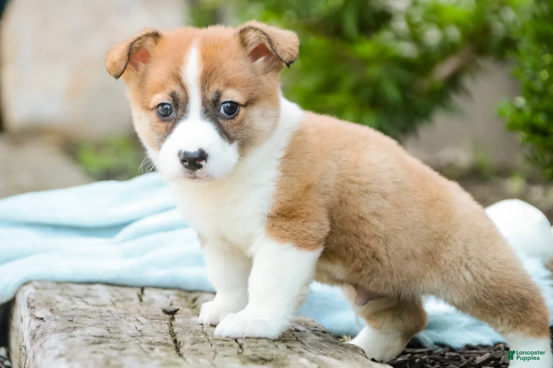 Welsh Corgi Pembroke dogs for sale: Cap'n Crunch Welsh Corgi Pembroke  - Ad 2