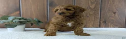 Cavapoo dogs for sale: Zack  - Ad 6