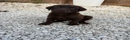 Labrador Retriever dogs for sale: Labrador Retriever Puppy 2 - Ad 13