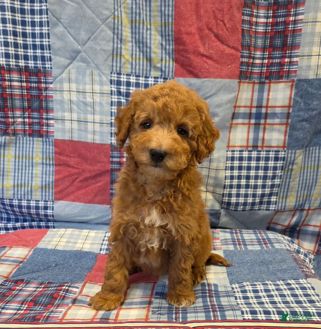 Mini Goldendoodle dogs for sale: Ryan  - Ad 2