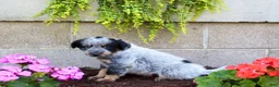 Australian Cattle Dog dogs for sale: Bingo - Ad 3
