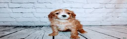 Cavalier King Charles Spaniel dogs for sale: Belle - Ad 4