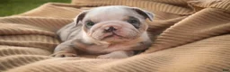 English Bulldog dogs for sale: Sebastian English Bulldog  - Ad 3