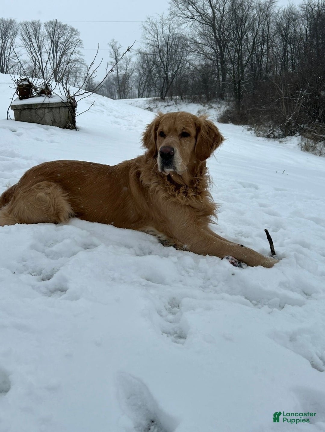 Golden Retriever dogs for stud: Stud dog ace  - Ad 4