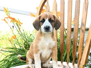 Mixed Breed dogs - Ad 37