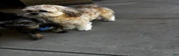 Morkie dogs for sale: Morkie 1 - Ad 3