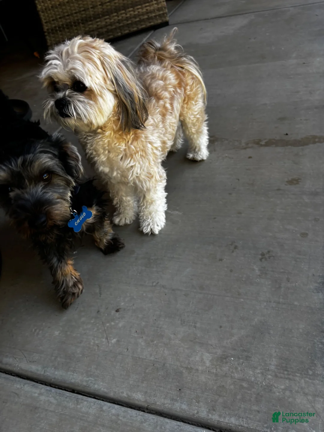 Morkie dogs for sale: Morkie 1 - Ad 3