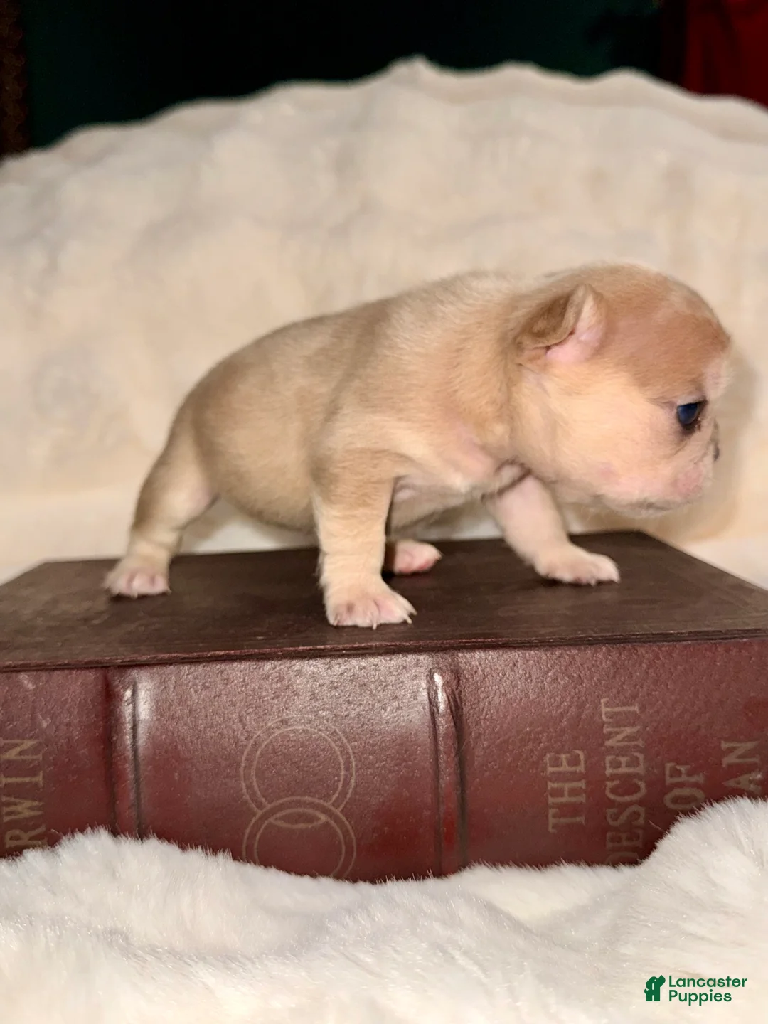 French Bulldog dogs for sale: French Bulldog Puppy 4 - Ad 3