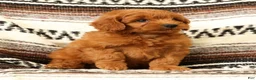 Mini Goldendoodle dogs for sale: Klondike - Ad 8